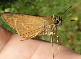 Brazilian Skipper